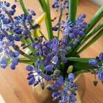 Muscari azureum Lorea