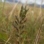 Draba incana Fruto