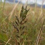 Draba incana Owoc