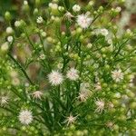 Conyza bonariensis 花