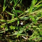 Veronica scutellata Hábito