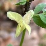 Vicia hybrida Λουλούδι