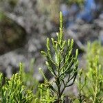 Erica arborescens Leaf