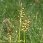 Carex macrostylos Frutto