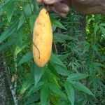 Passiflora tripartita Fruit