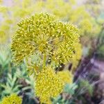 Bupleurum fruticosumFlower