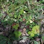 Potentilla pusilla Fiore