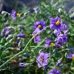 Solanum umbelliferum 花