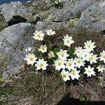 Anemone alpina 形态