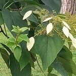 Schizophragma hydrangeoides 花