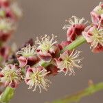 Sclerocarya birrea Цвят