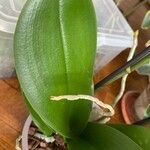 Phalaenopsis amabilis 葉