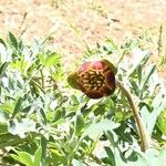 Paeonia californica Fiore