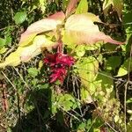 Leycesteria formosa Плід