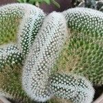 Mammillaria spinosissima Характер