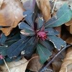 Euphorbia amygdaloides Leaf