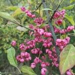 Euonymus atropurpureus Φρούτο