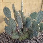 Opuntia aciculata Ліст