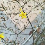 Mycelis muralis Fleur