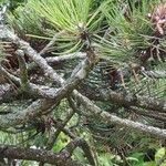 Pinus nigraBlatt