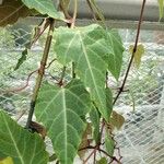 Cissus discolor Leaf