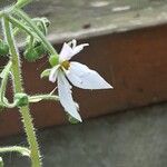 Saxifraga stolonifera Λουλούδι