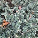 Abies koreana Leaf