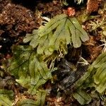 Hymenophyllum neocaledonicum Hábito