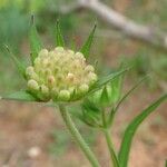 Knautia integrifolia Mosusu