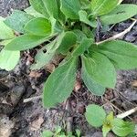 Silene armeria Fuelha