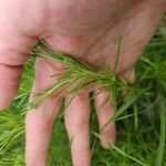 Stenaria nigricans Feuille