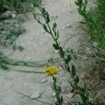 Achillea ageratum पत्ता