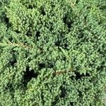 Juniperus horizontalis Leaf