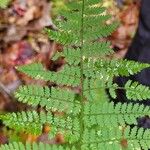 Dryopteris intermedia Hoja