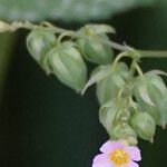 Oxalis barrelieri Fruit