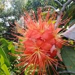 Brownea rosa-de-monte Flower