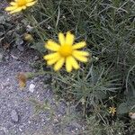 Senecio inaequidens Flower