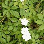 Ipomoea pes-tigridis Blad