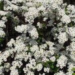 Spiraea hypericifoliaFlower