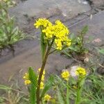 Rorippa amphibia Květ