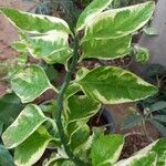 Euphorbia tithymaloides Leaf