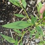 Polygonum lapathifolium Fulla