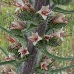 Echium boissieri Fleur