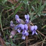 Erinacea anthyllis Flower