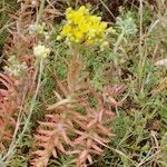 Petrosedum × luteolum Tervik taim