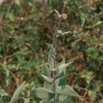 Helianthus mollis Hábito