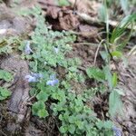 Lobelia minutula Habit