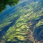 Vallisneria spiralis Leaf