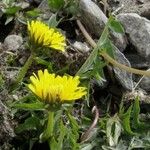 Taraxacum erythrospermum 叶