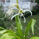 Hymenocallis liriosme Kvet